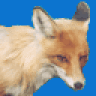 haker_fox