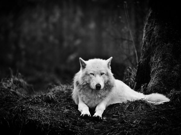gray wolf sanctuary 47913 600x450